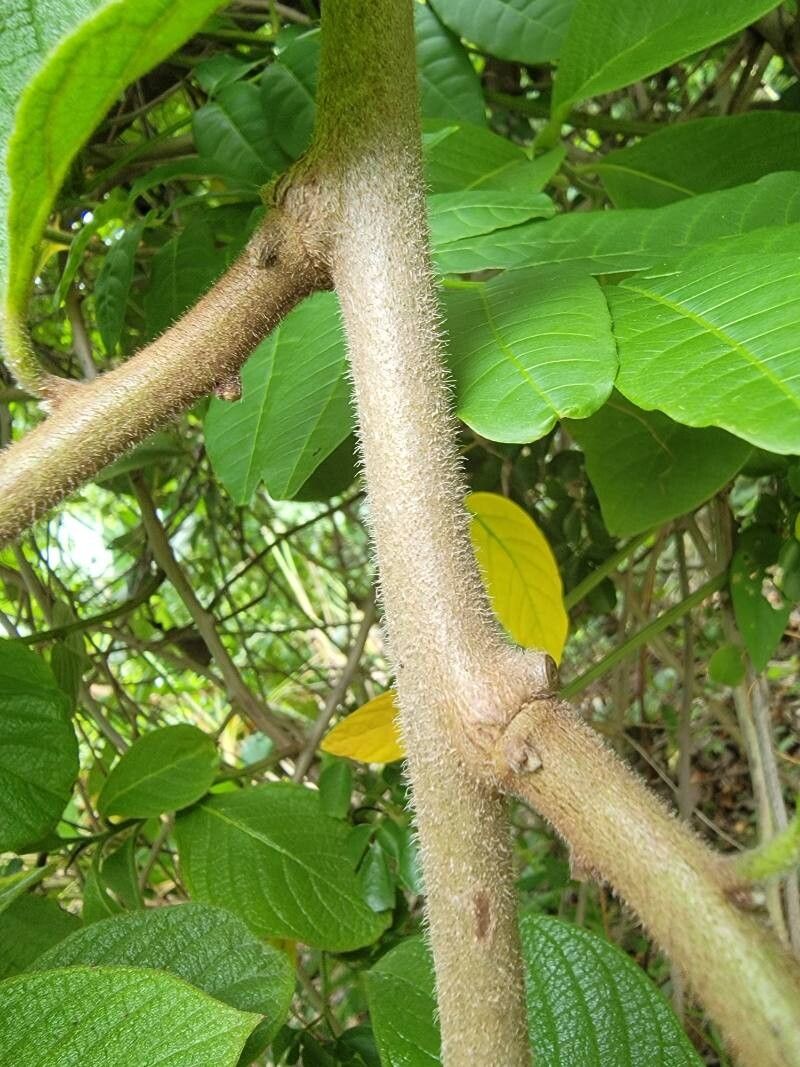 Heliotropium verdcourtii bark