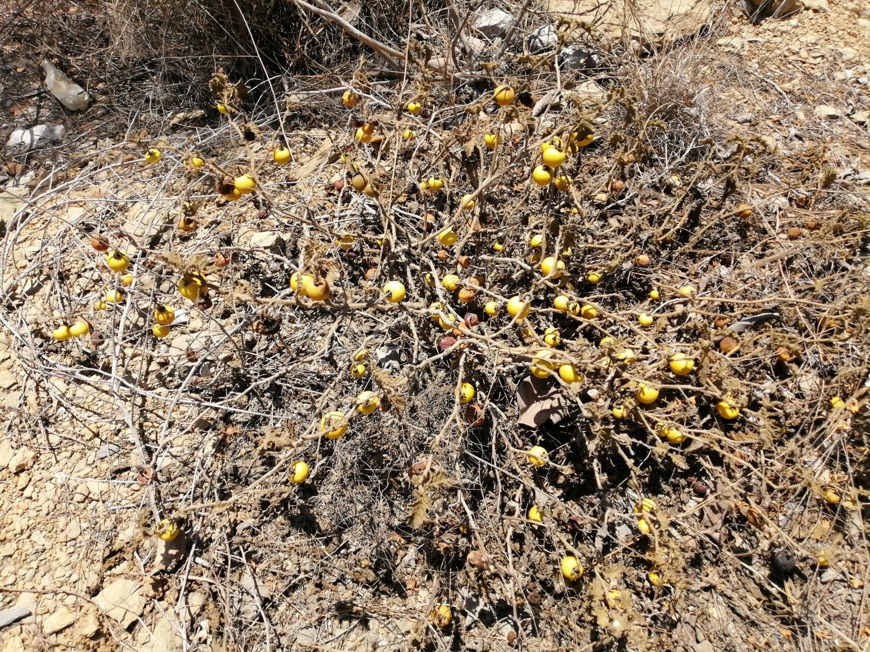 Solanum citrinum habit
