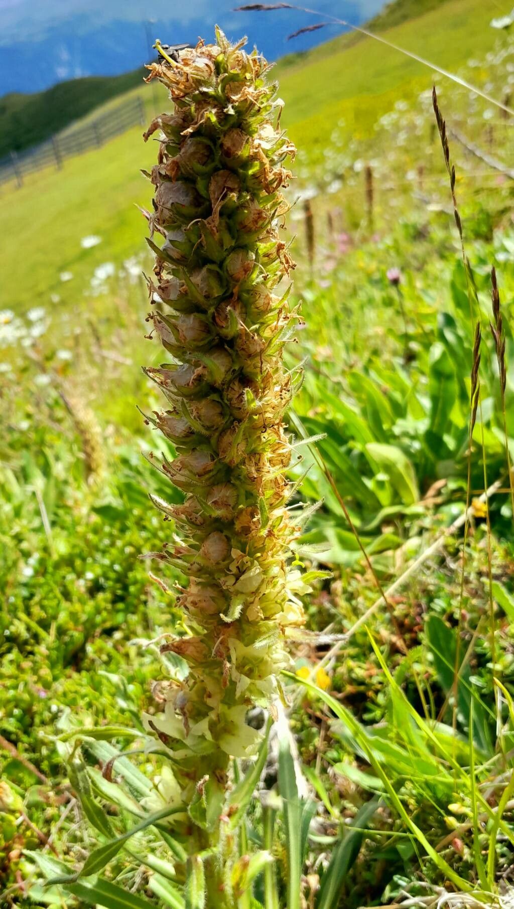 Campanula thyrsoides fruit