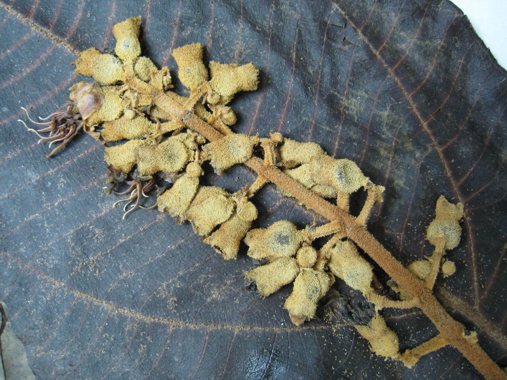 Miconia tomentosa other