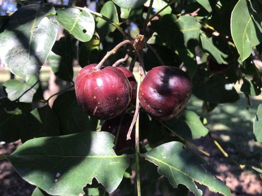 Pleiogynium timoriense fruit