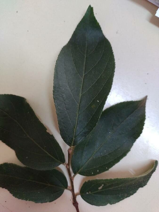 Casearia lasiophylla — search result for 'Salicaceae'