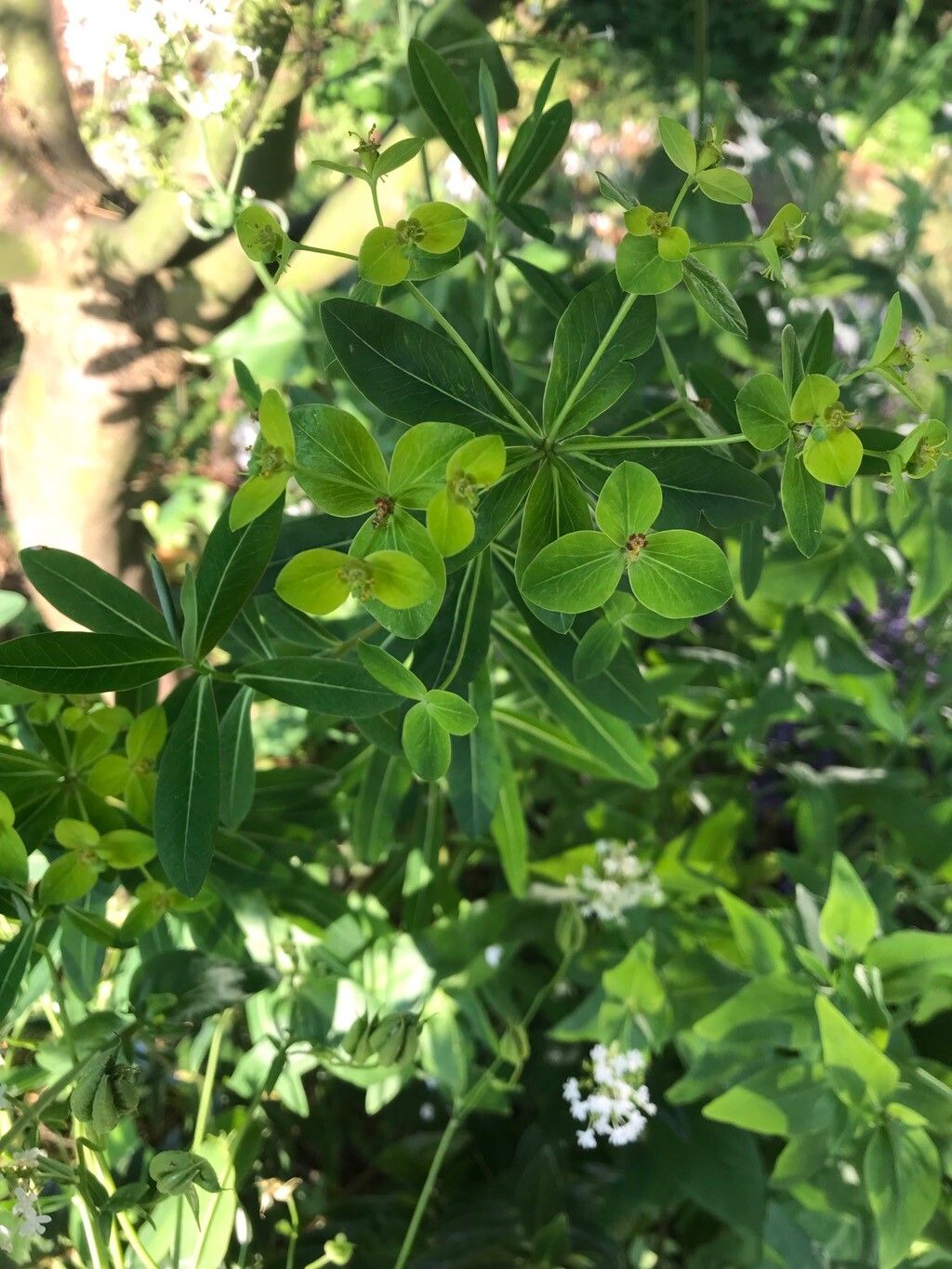 Euphorbia jacquemontii flower