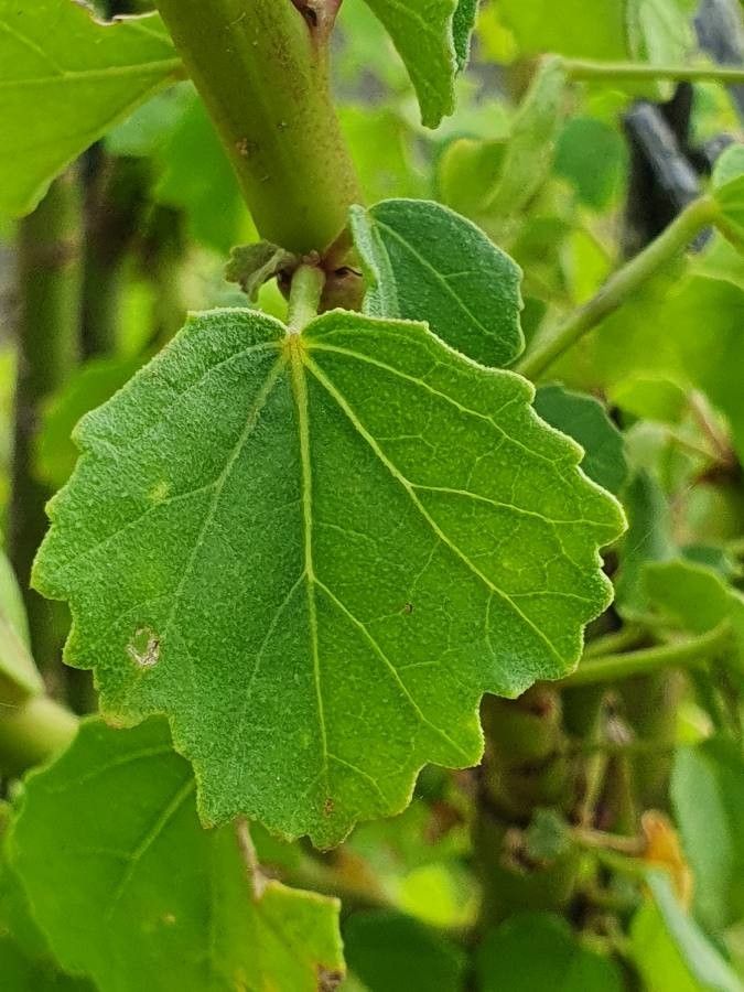 Hibiscus sparsiaculeatus — search result for 'Hibiscus'