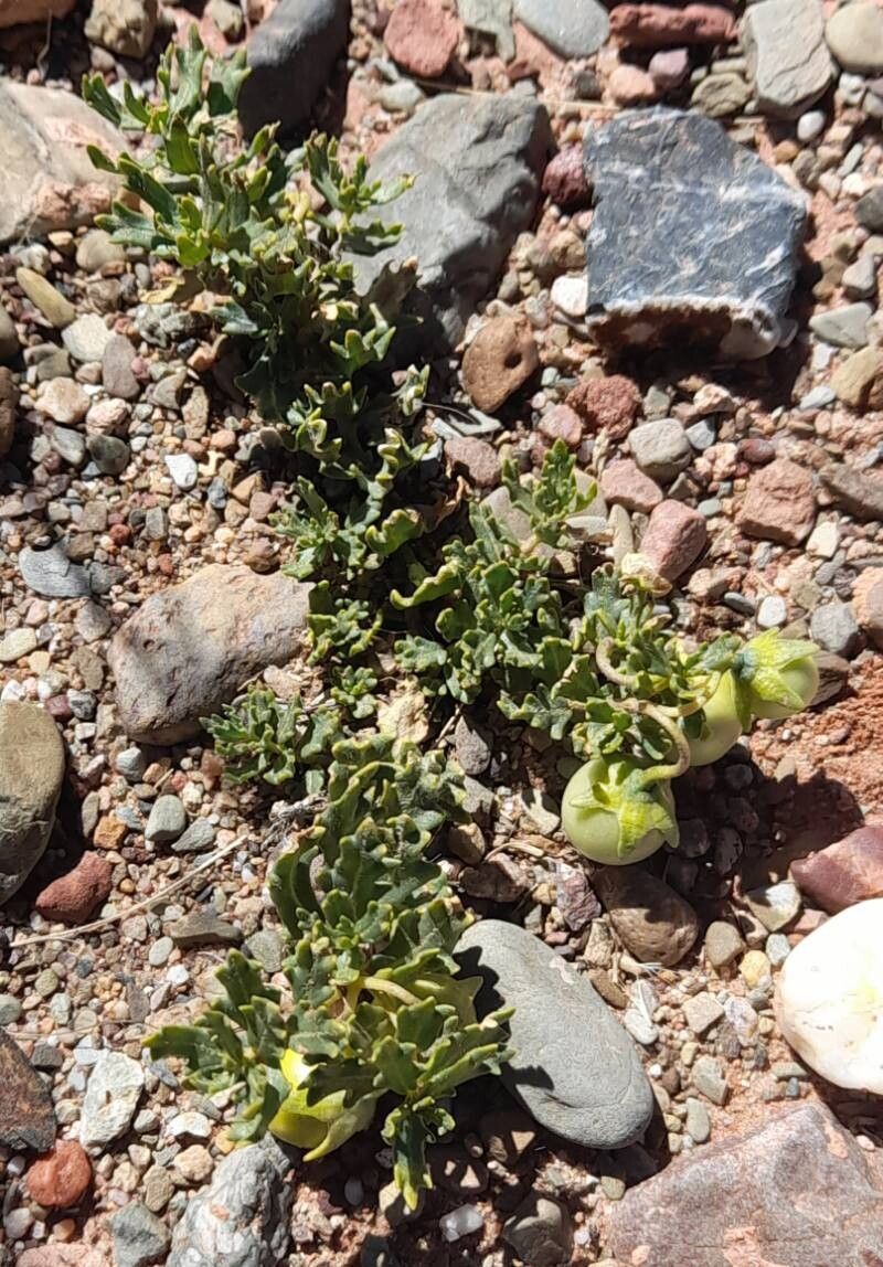 Solanum sinuatirecurvum habit