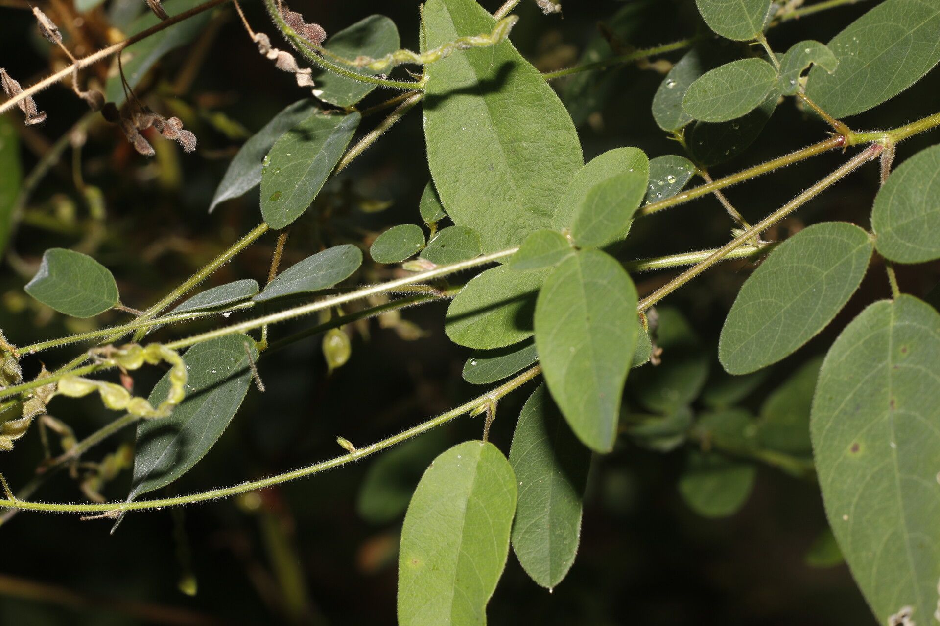 Desmodium procumbens — search result for 'Desmodium'