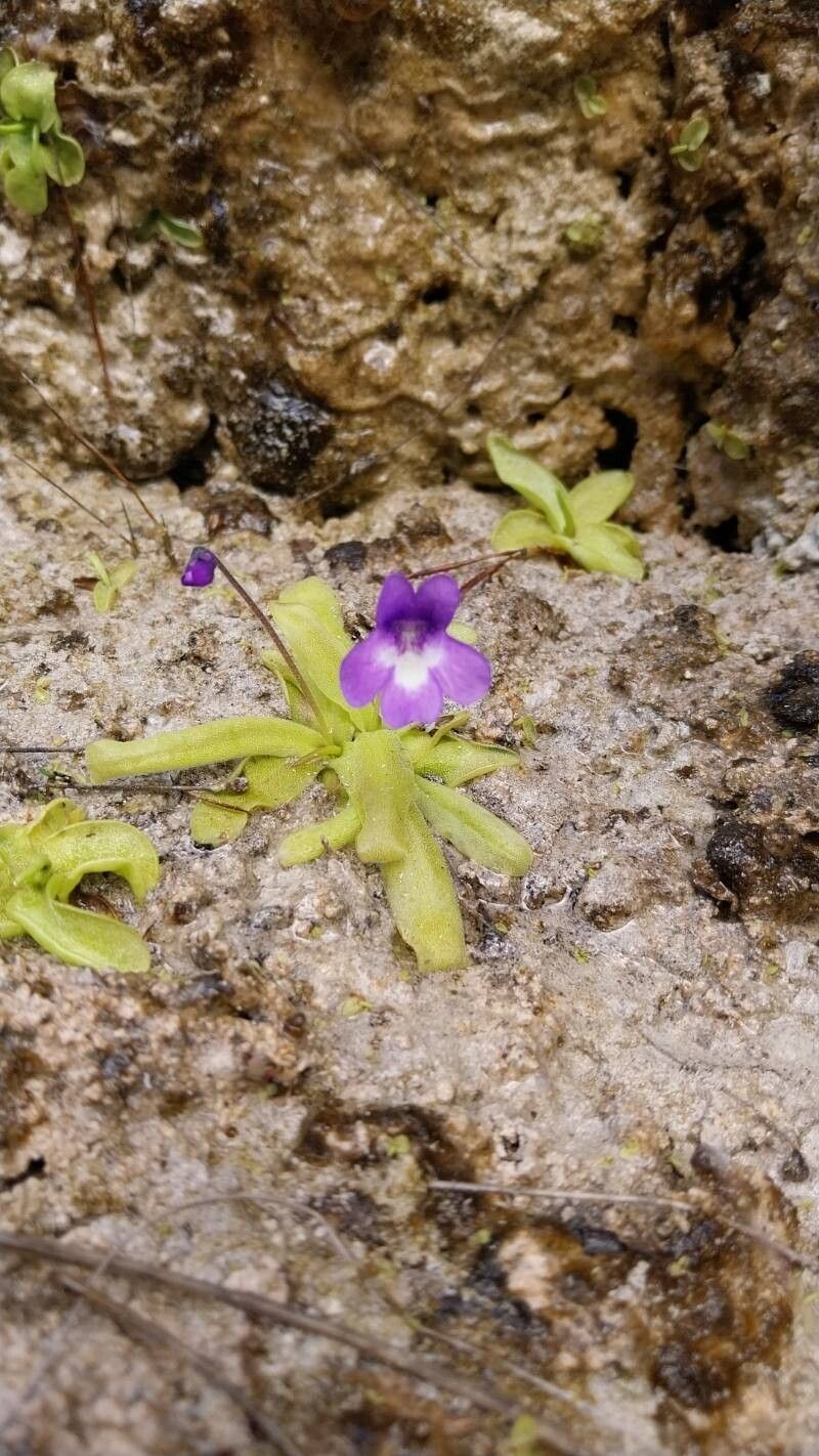 Pinguicula reichenbachiana — houseplant care guide
