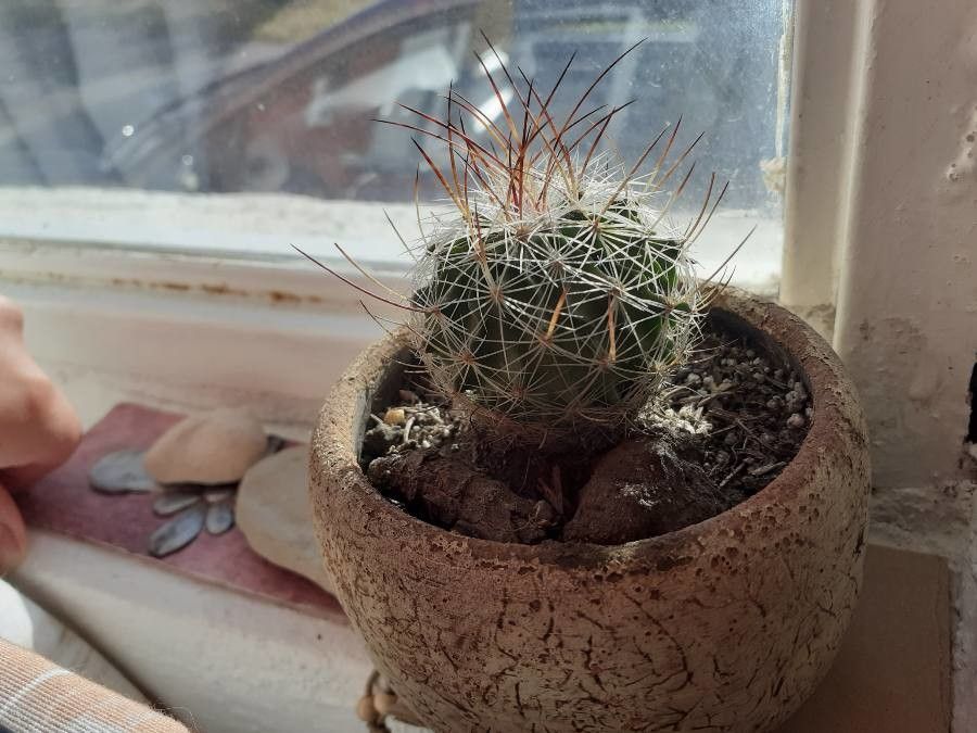 Mammillaria multihamata — search result for 'Mammillaria'