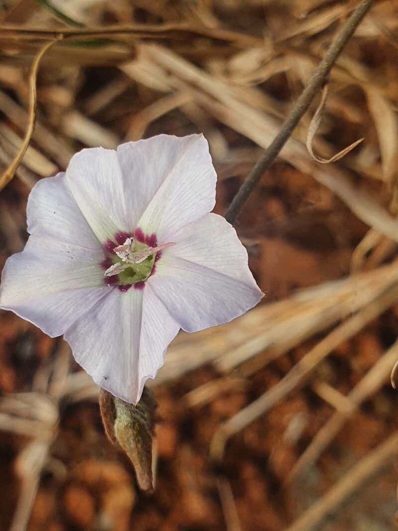 Convolvulus sagittatus flower