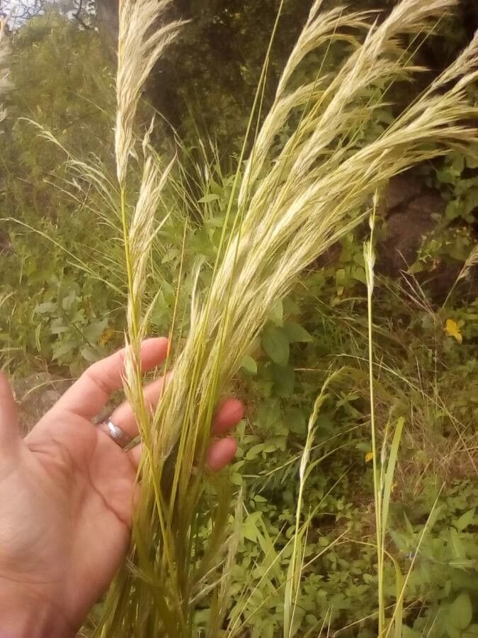 Eragrostis barrelieri fruit