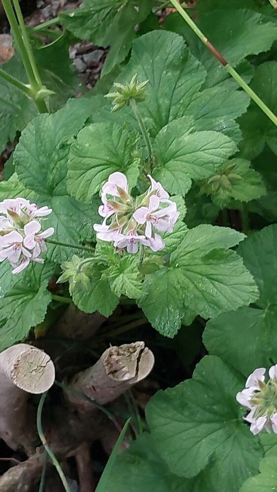 Pelargonium vitifolium flower