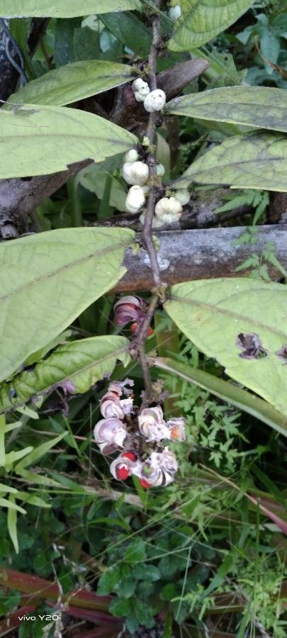 Erythrina gibbosa fruit