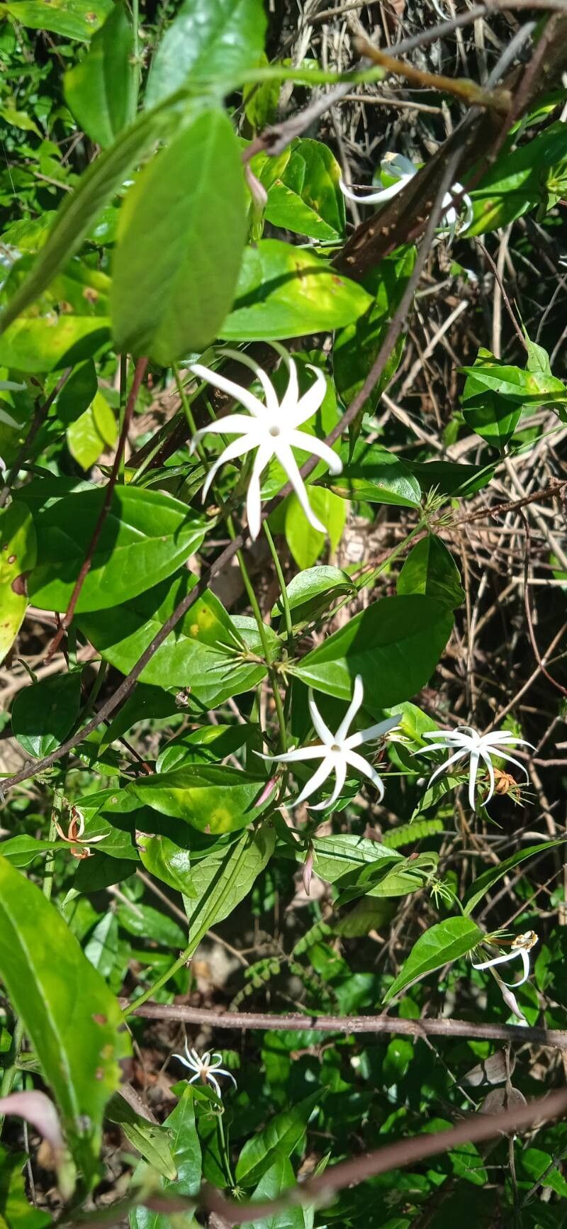 Jasminum adenophyllum flower