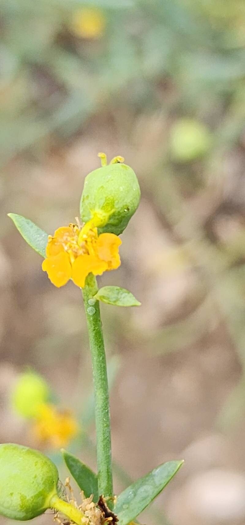 Euphorbia gedrosiaca fruit