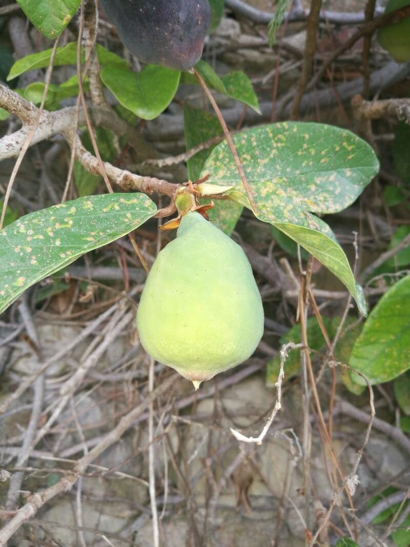 Ficus repens flower