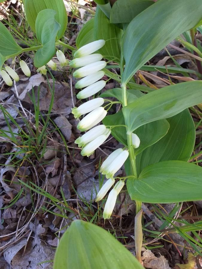 Polygonatum odoratum flower
