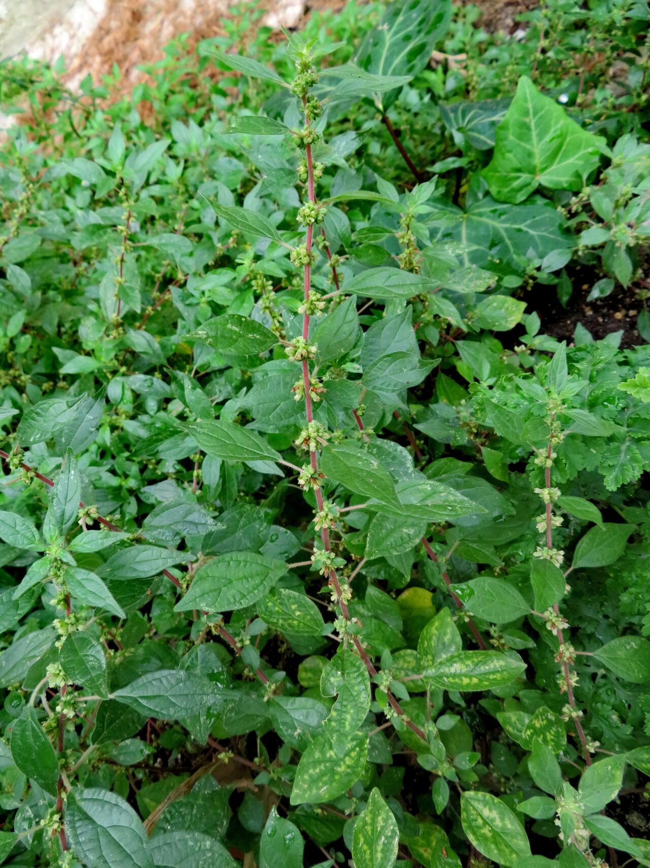 Amaranthus graecizans flower