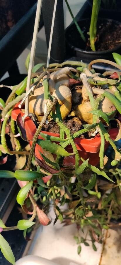 Euphorbia neorubella bark