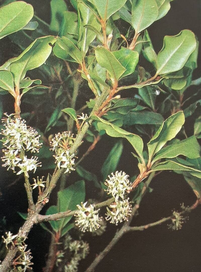 Heberdenia excelsa flower