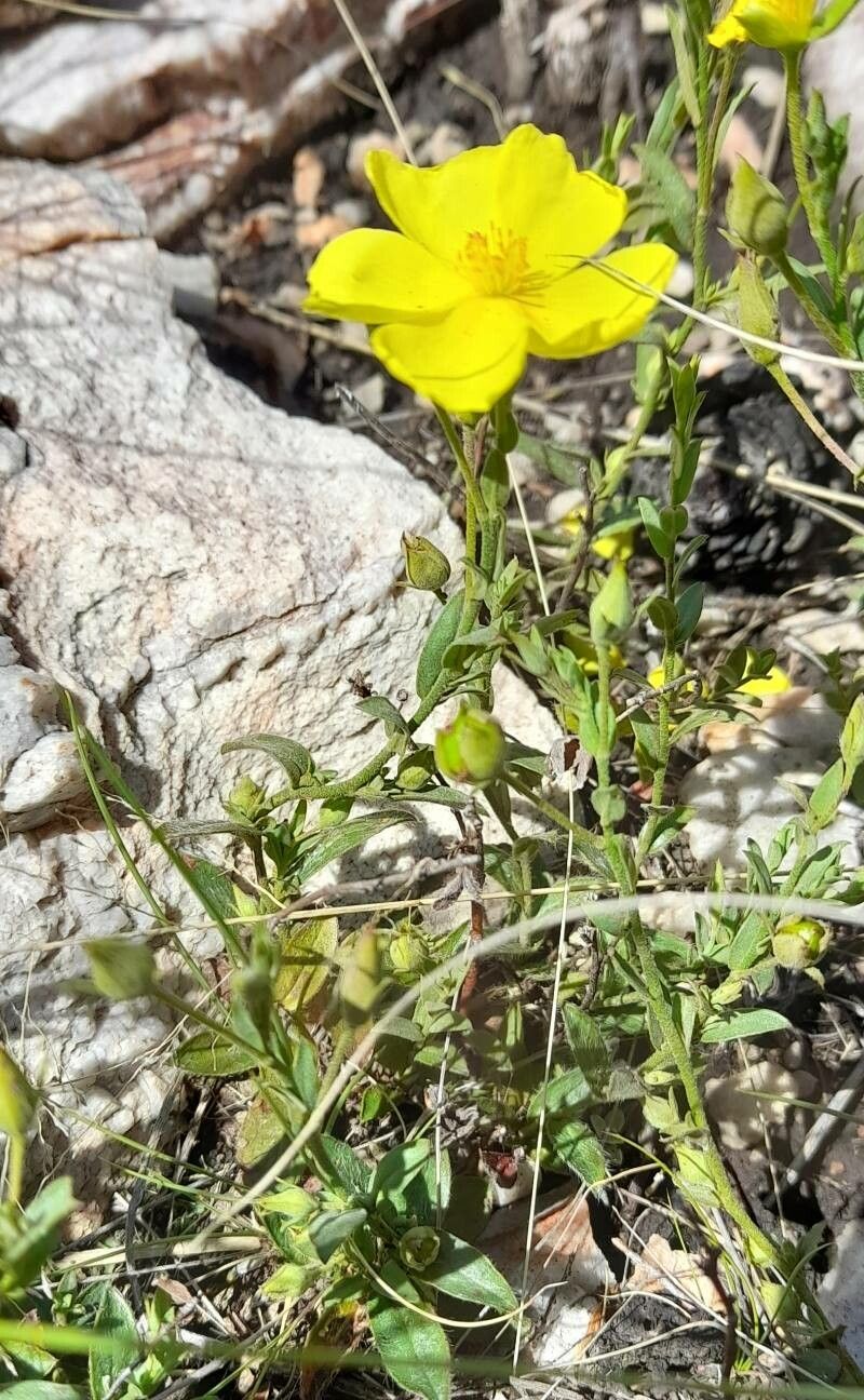 Helianthemum brasiliense habit