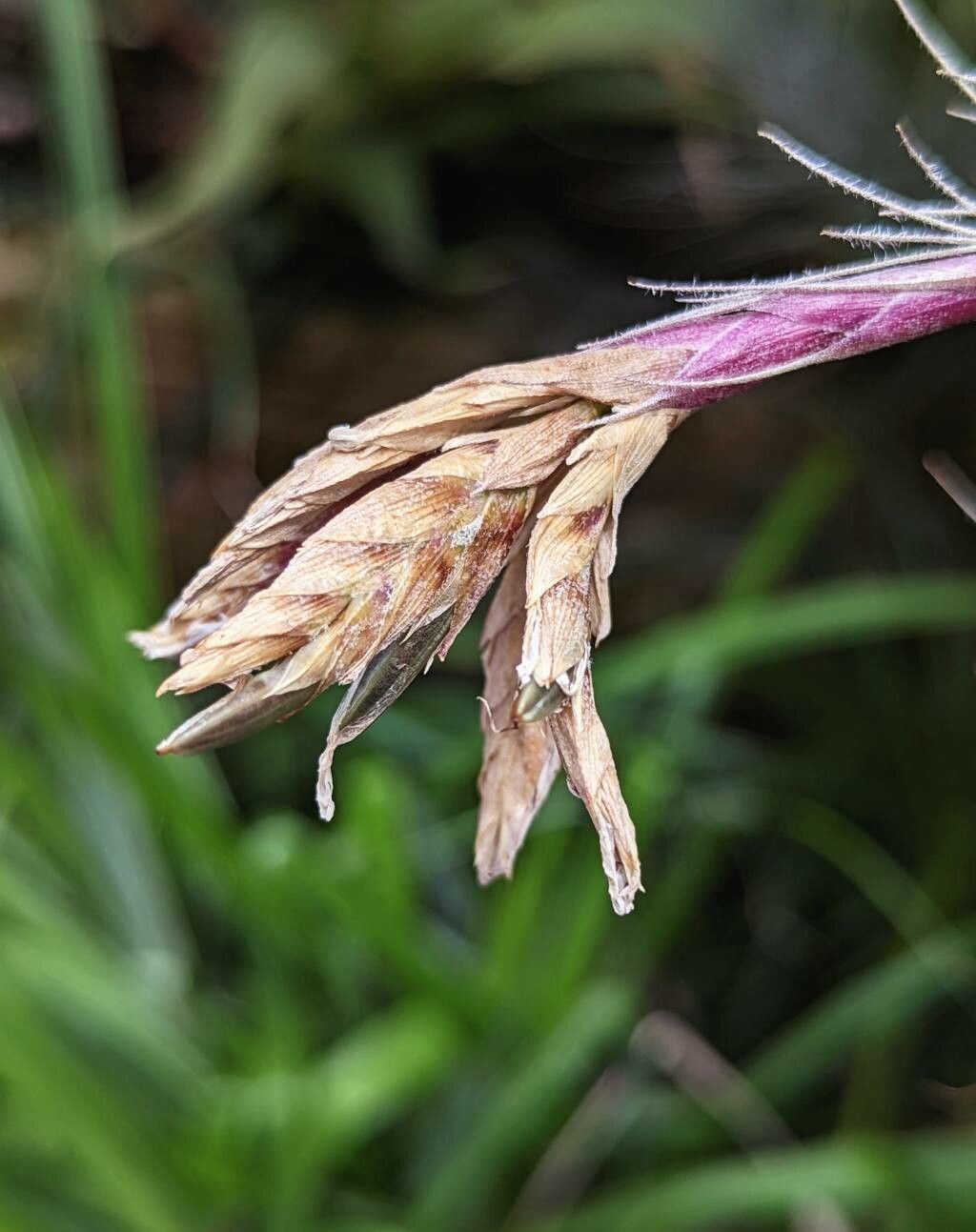 Tillandsia tectorum fruit
