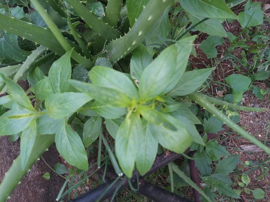 Andrographis alata — related species from the same genus