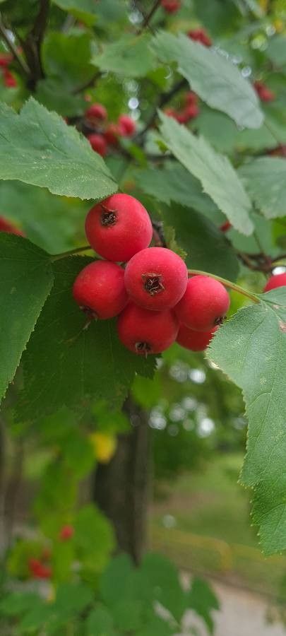 Crataegus coccinioides fruit