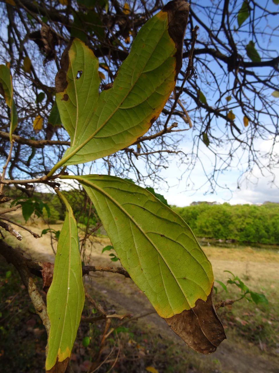 Cordia collococca leaf
