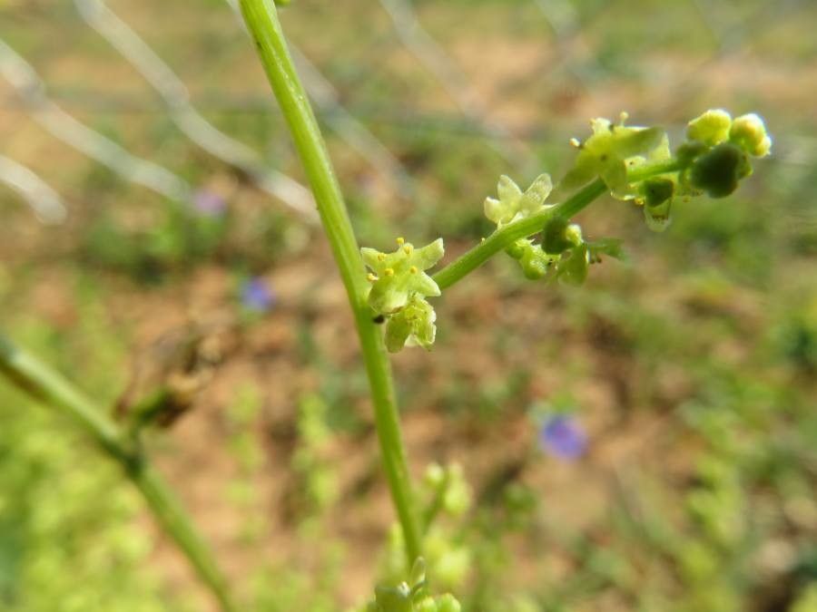Dioscorea humifusa flower