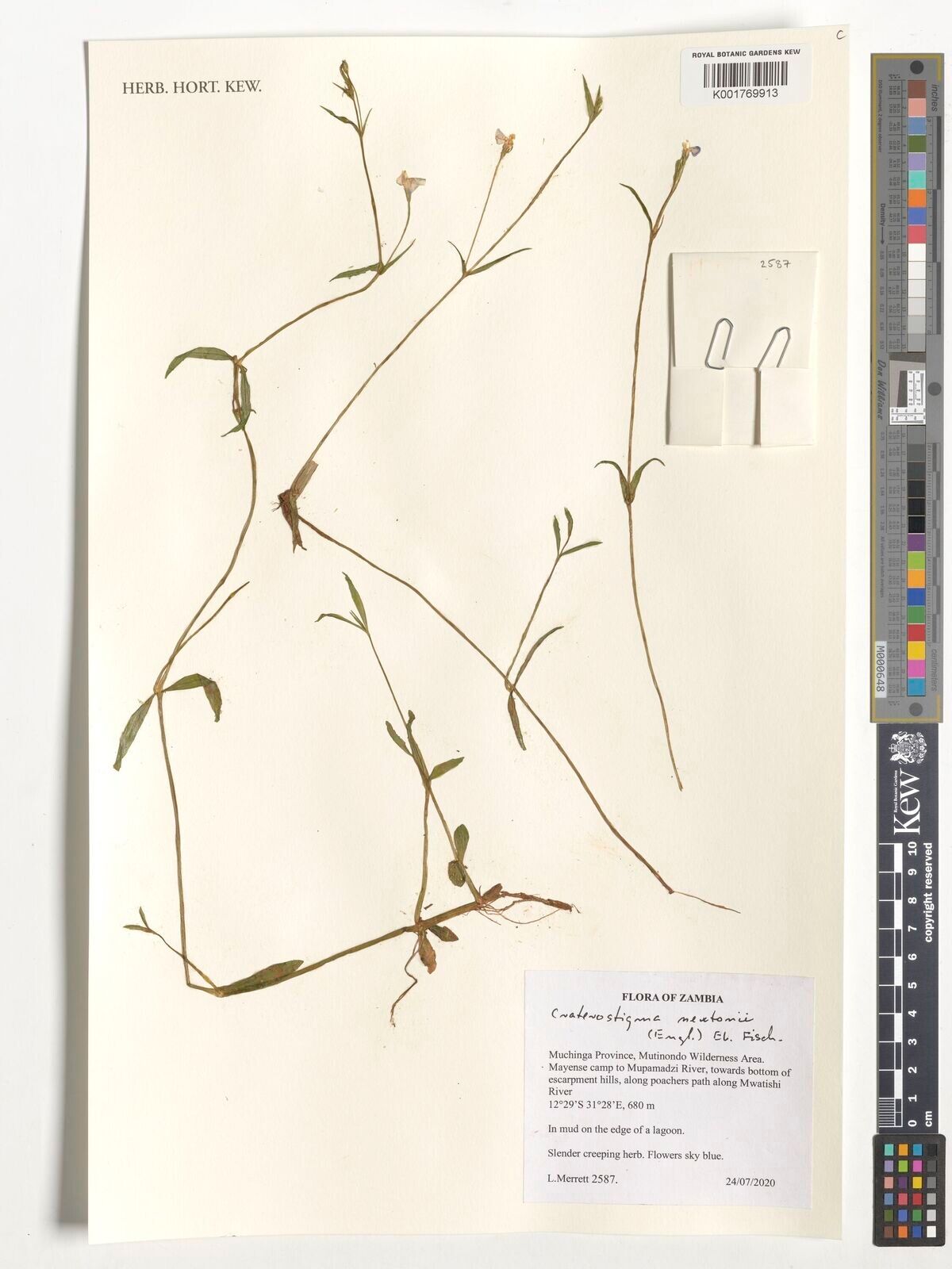 Craterostigma newtonii — related species from the same genus