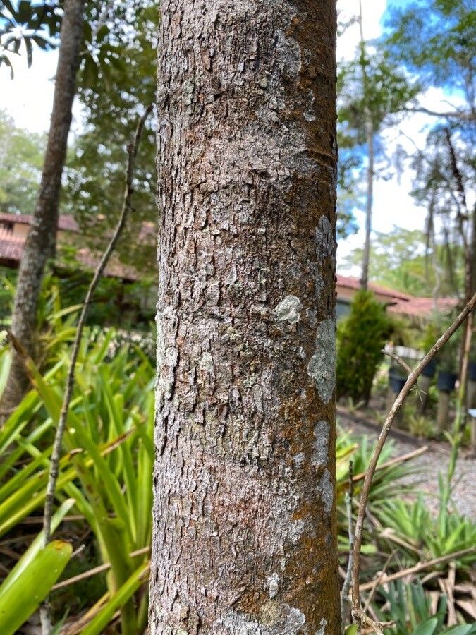 Bowdichia virgilioides bark