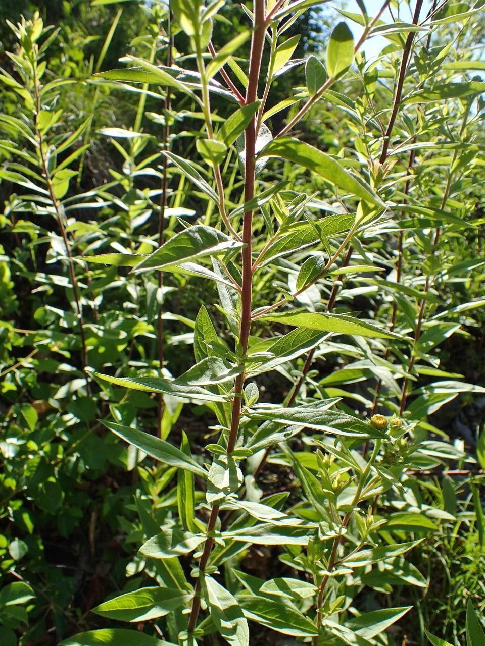 Inula helvetica bark