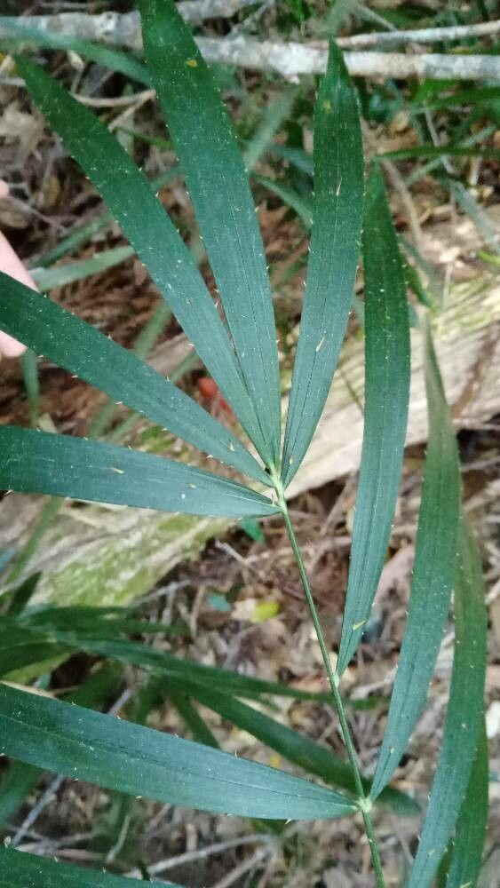 Calamus muelleri leaf