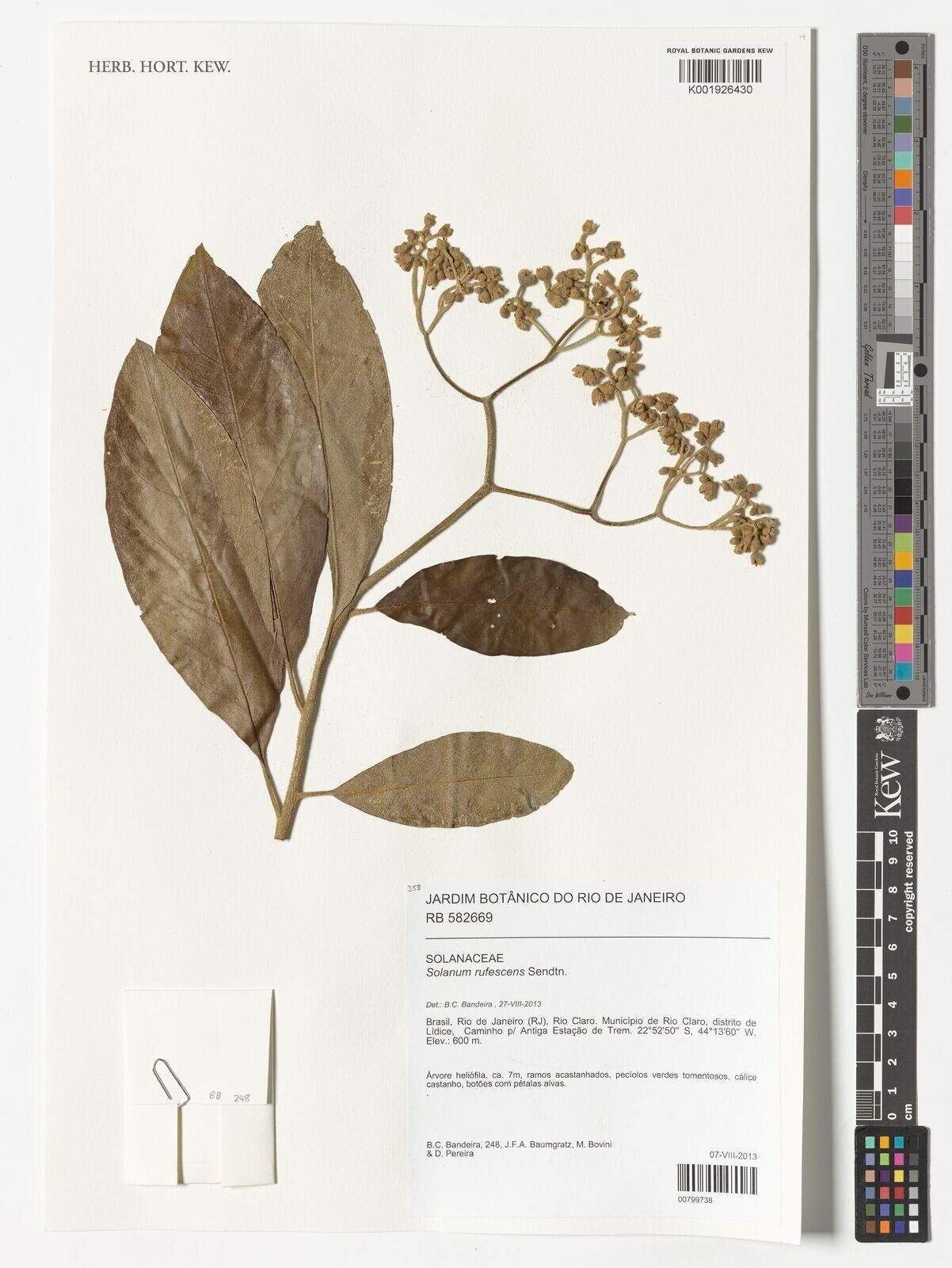 Solanum rufescens — houseplant care guide