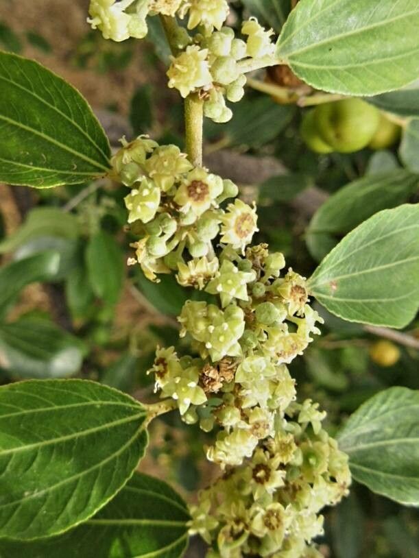 Ziziphus spina-christi flower