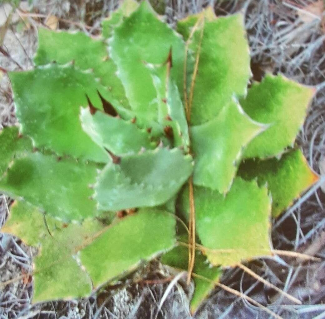 Agave maximiliana — houseplant care guide