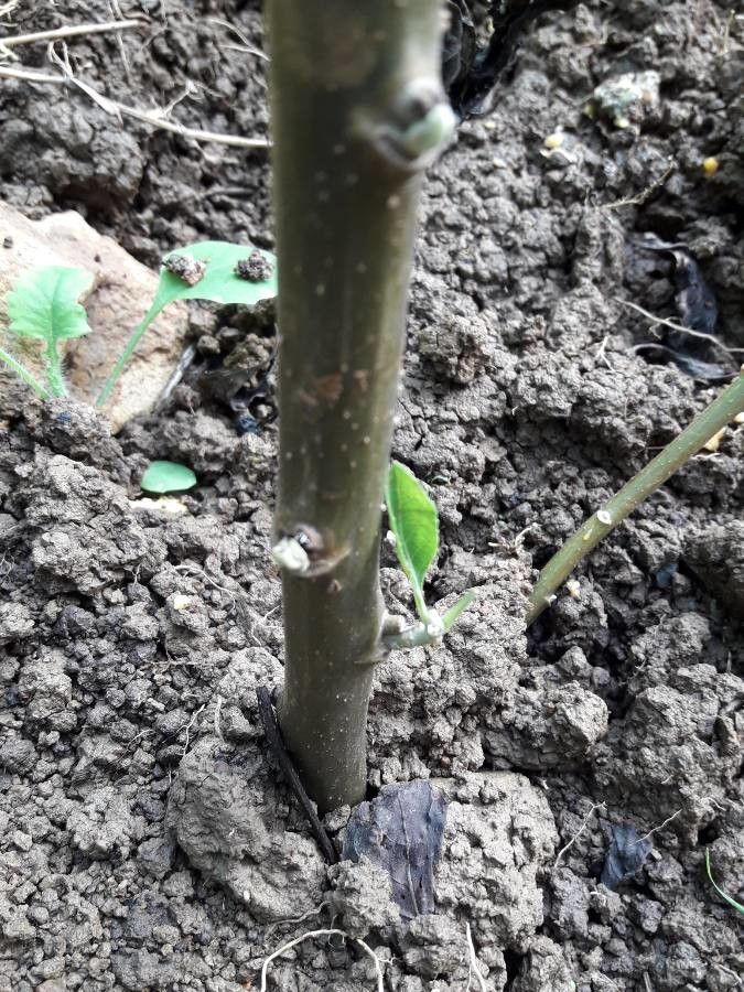 Gymnanthemum amygdalinum bark