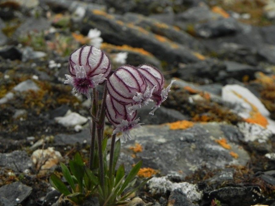 Silene uralensis flower