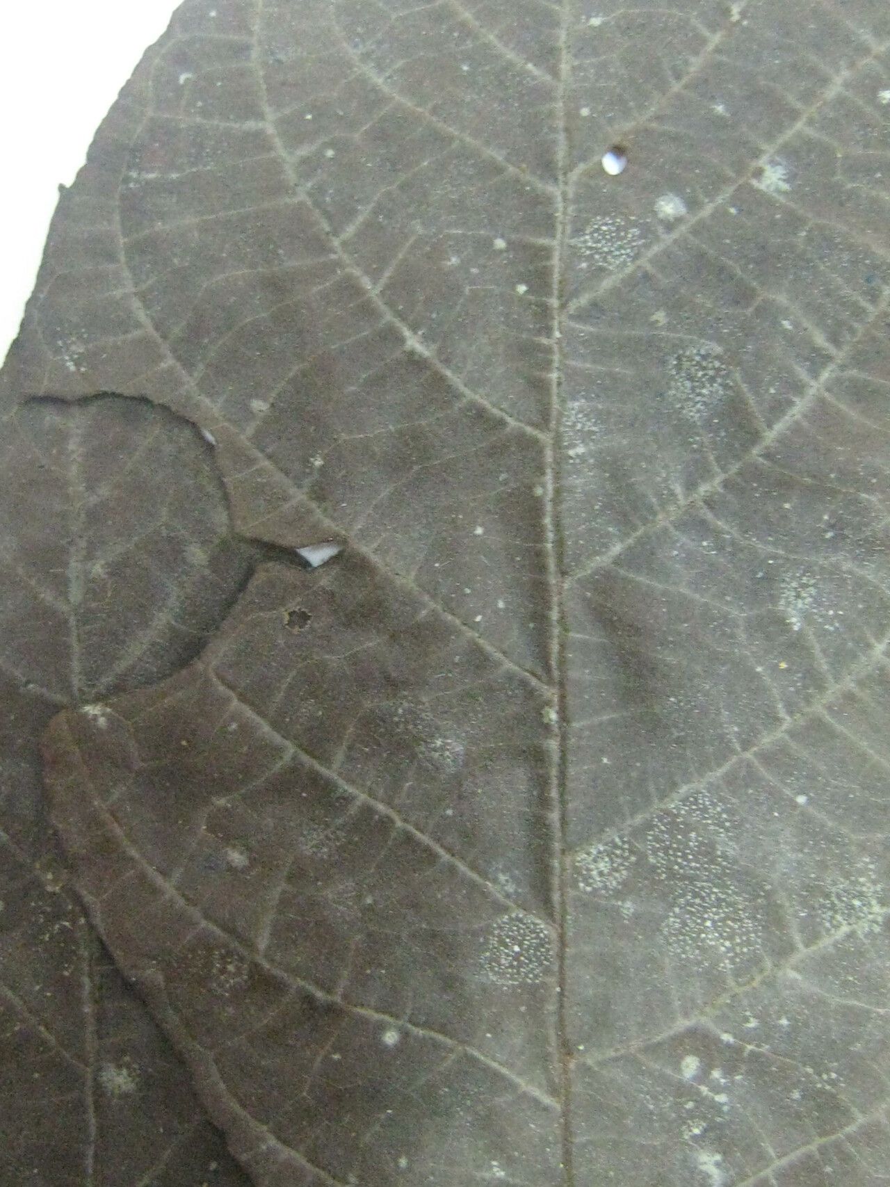 Campomanesia aromatica — houseplant care guide