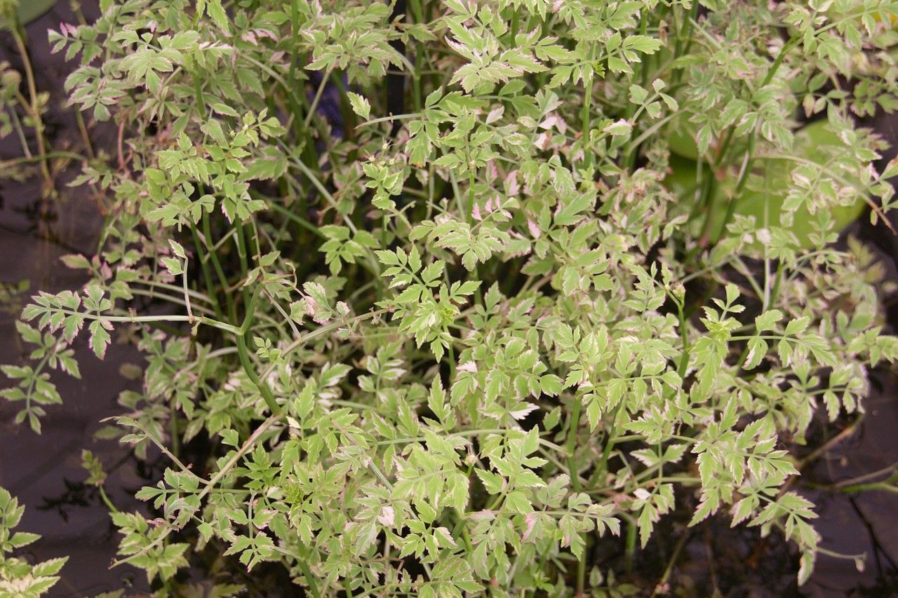 Oenanthe javanica habit