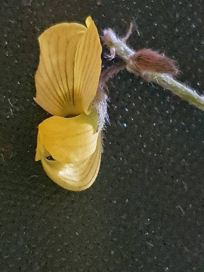Crotalaria uguenensis flower