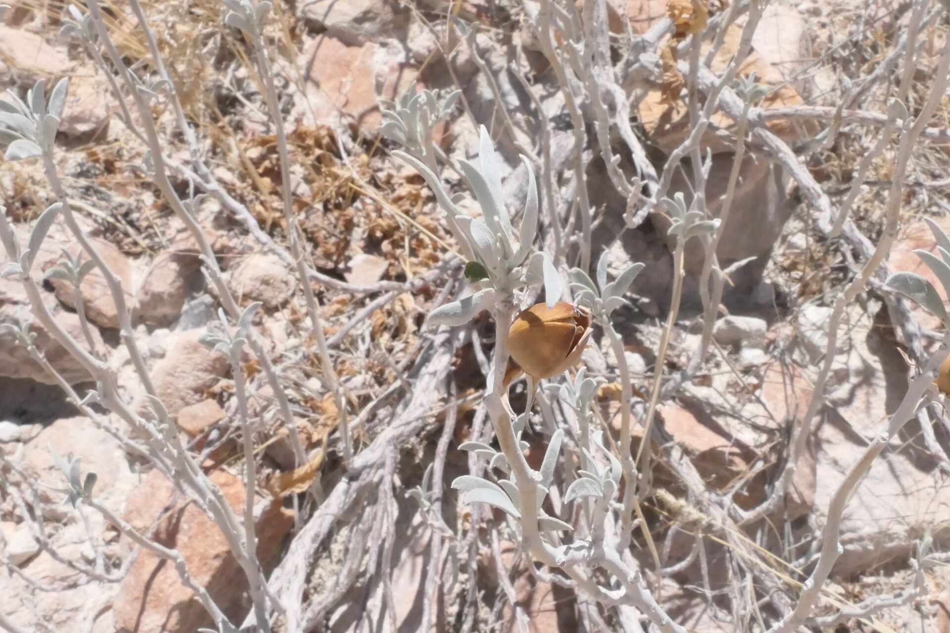 Ipomoea adenioides fruit