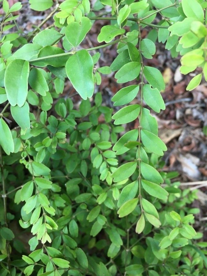 Jasminum noumeense leaf