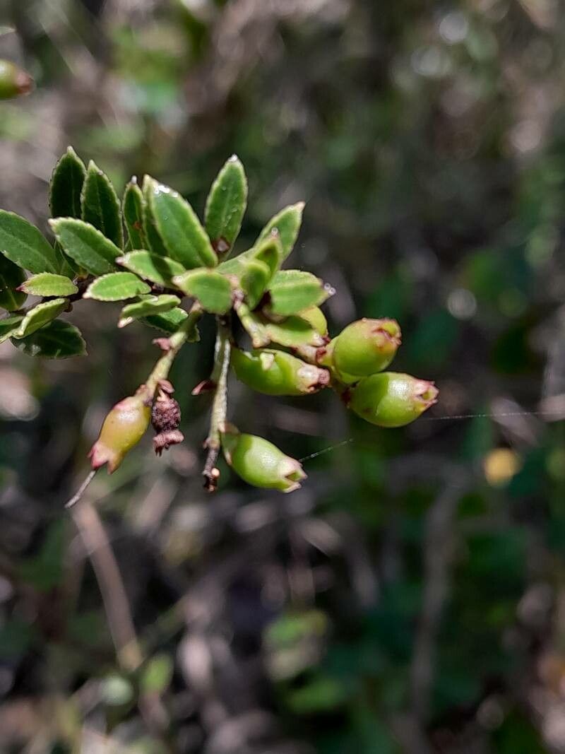 Vaccinium madagascariense fruit
