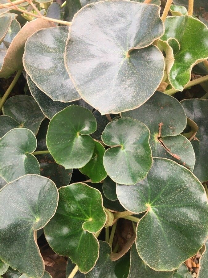 Begonia curtii — houseplant care guide