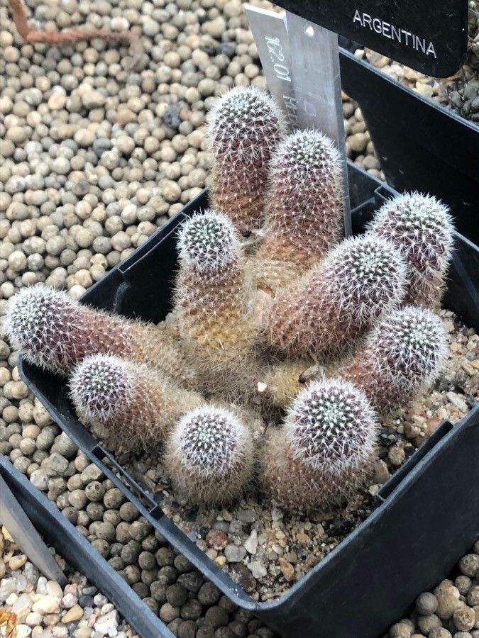 Aylostera einsteinii leaf