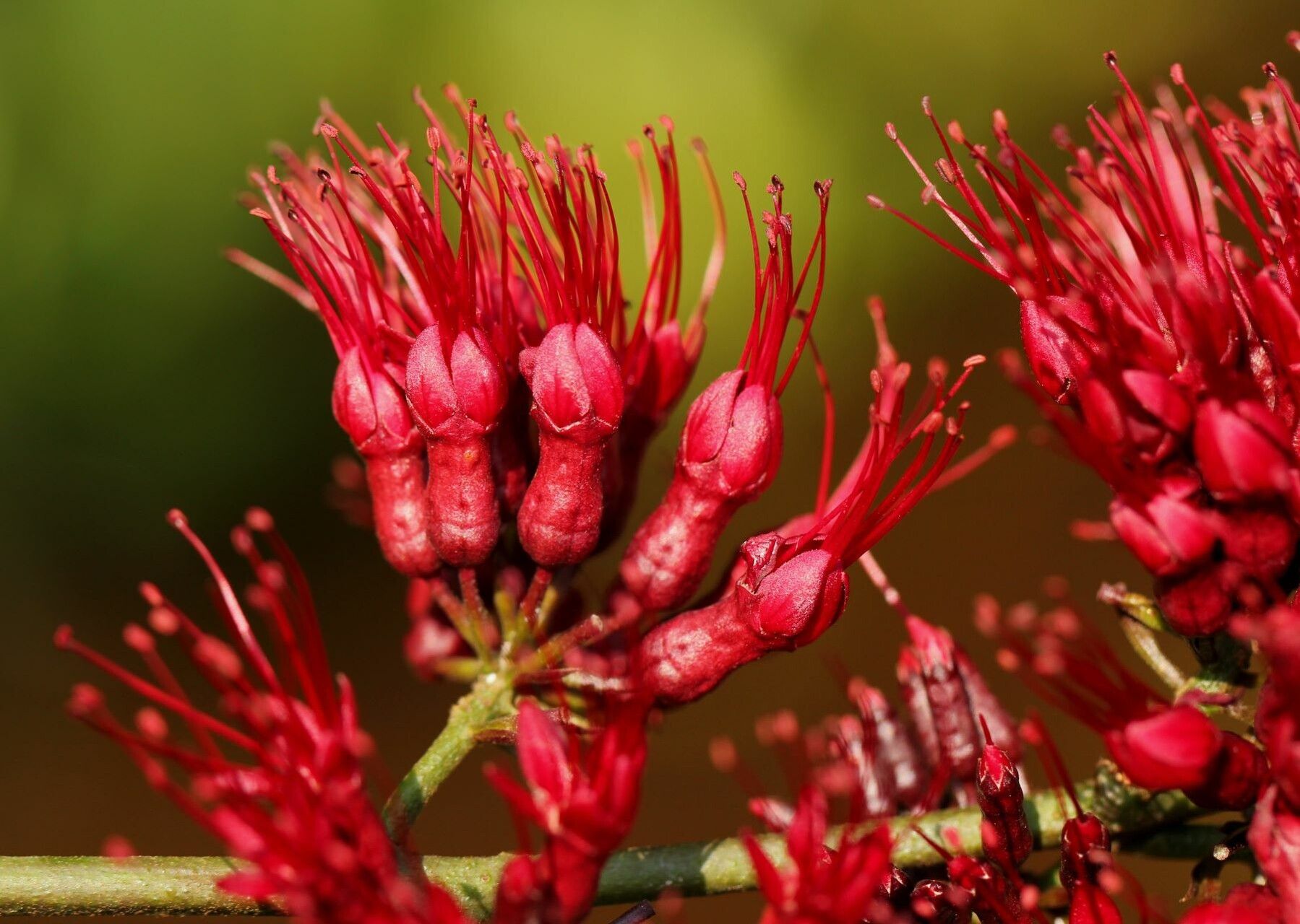 Combretum confertum flower