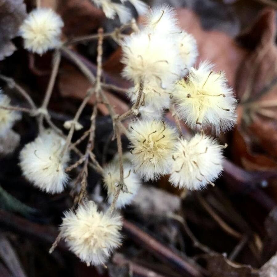 Senecio bayonnensis fruit