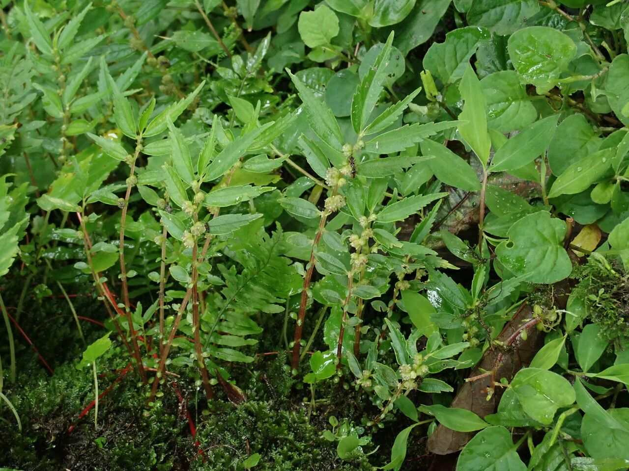 Elatostema monandrum — houseplant care guide