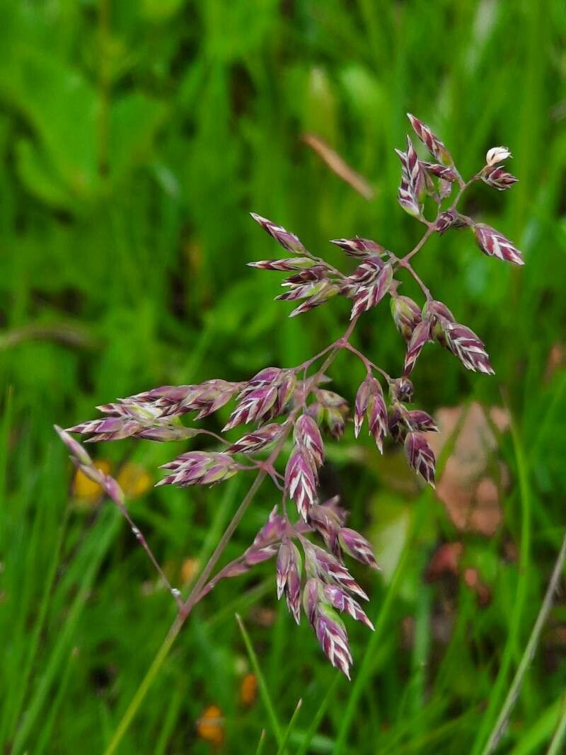 Poa alpina flower